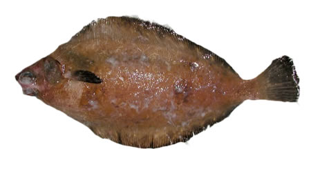 Dover Sole